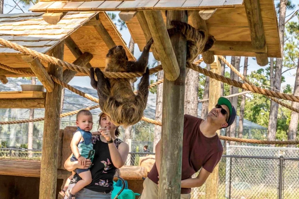 Things To Do Alabama Gulf Coast Zoo